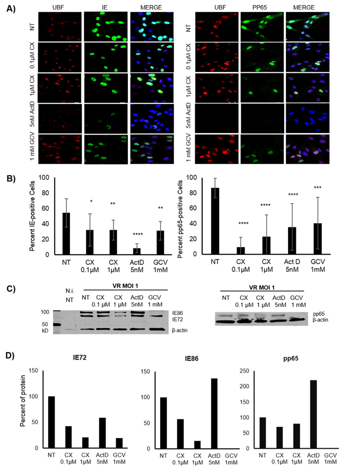 Effect of Pol I inhibition by CX-5461 on the HCMV immediate early (IE) and pp65 proteins in HCMV infected MRC5 cells.