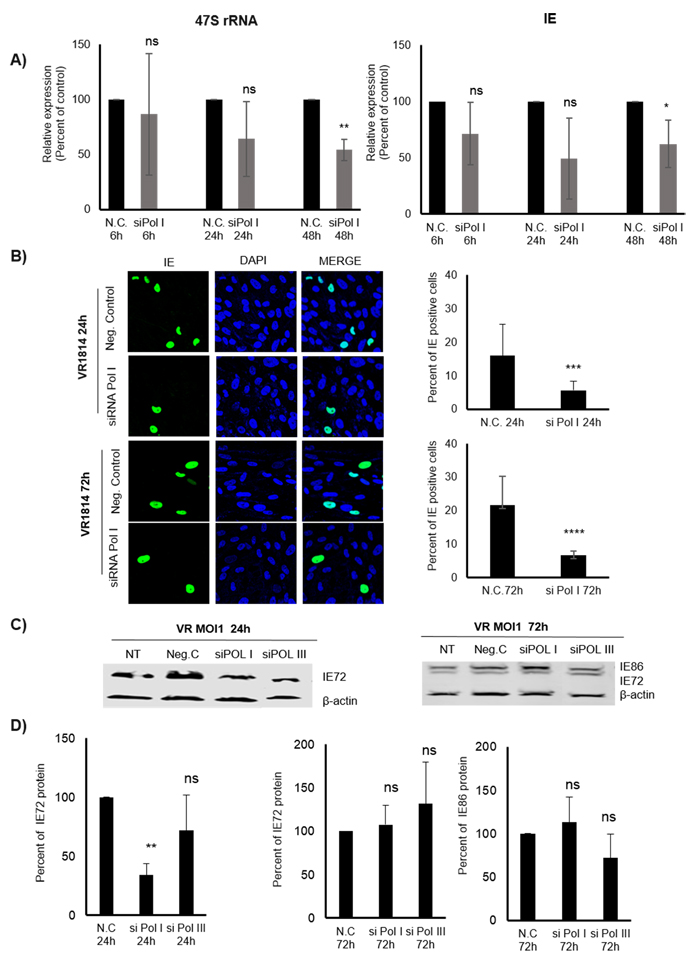 Inhibition of Pol I by siRNA affects 47S and IE (transcripts and proteins) in HCMV infected MRC5 cells.