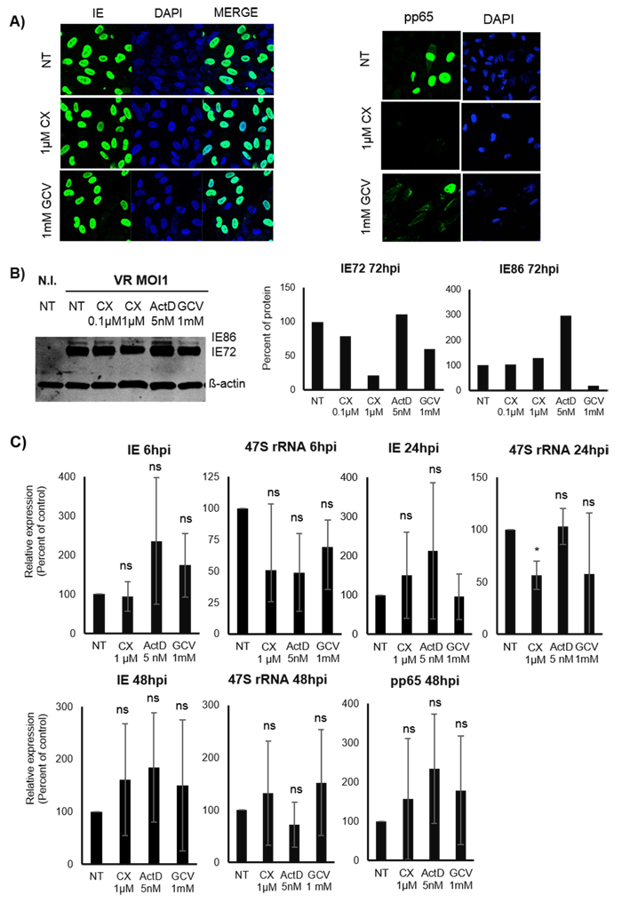 Effect of Pol I inhibition by CX-5461 on the HCMV IE and pp65 proteins and transcripts in untreated and pre-treated HCMV infected HUVEC cells.