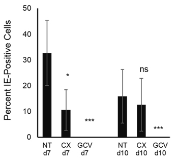 Production of infectious HCMV is not affected by Pol I inhibition at late time post infection.
