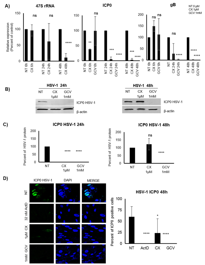 Effect of the Pol I inhibition by CX-5461 on HSV-1 infected MRC5 cells.