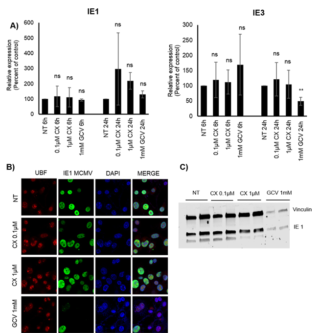 Effect of CX-5461 on MCMV infected 3T3 cells.