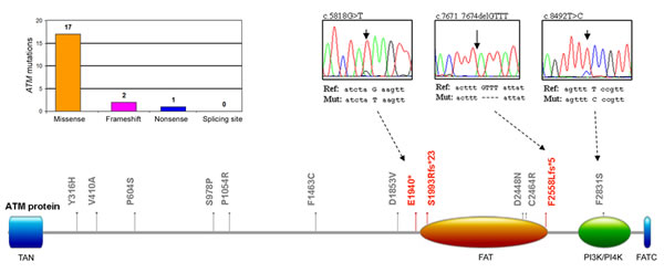 Molecular profile of the