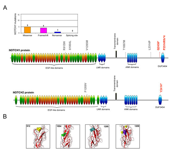 Molecular profile of the