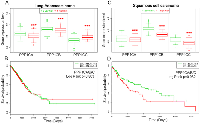 Higher risk and lower survival probability of patients with lung cancer according to lower mRNA levels of the catalytic subunits of PP1.