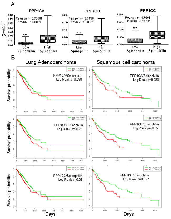 Survival probability of patients with lung cancer according to the joint mRNA levels of the individual catalytic subunits of PP1 and Spinophilin.