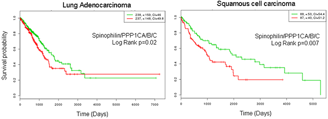 Survival probability of patients with lung cancer according to the joint mRNA levels of the catalytic subunits of PP1 and Spinophilin.