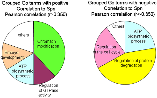 GO term enrichment by genes that correlate positively or negatively to Spinophilin levels.