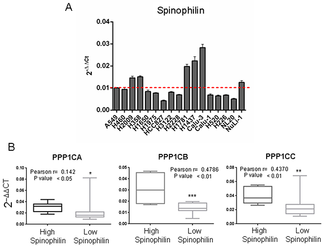 Correlation between the mRNA levels of Spinophilin and the catalytic subunits of PP1 in a panel of tumor cell lines.