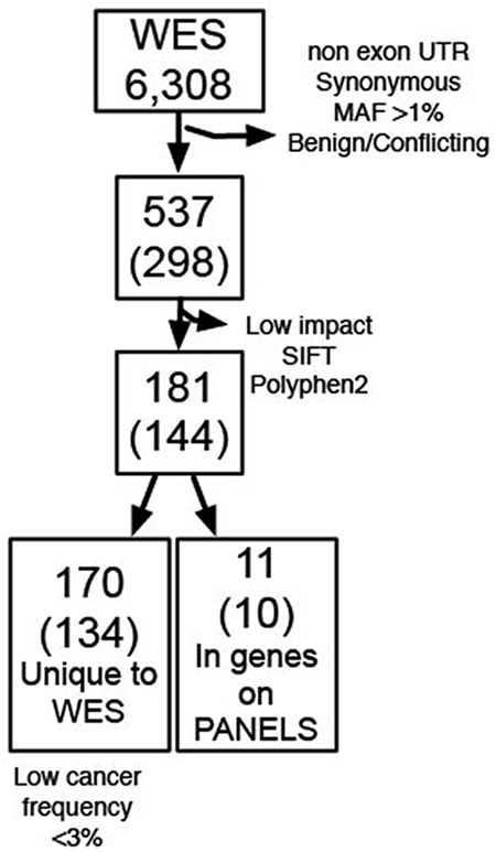 Summary of variants identified in P65.