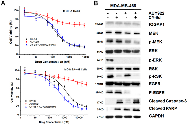 CY-9d and AUY922 synergize in inducing apoptosis.