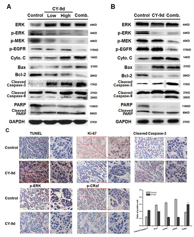 Western blotting and immunohistochemically analysis of tumor tissues from vehicle, CY-9d and CY-9d-AUY922 combined treated mice.