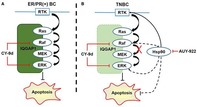 The probably mechanisms of CY-9d and its synergistic effect with AUY-922 in breast cancer cells.