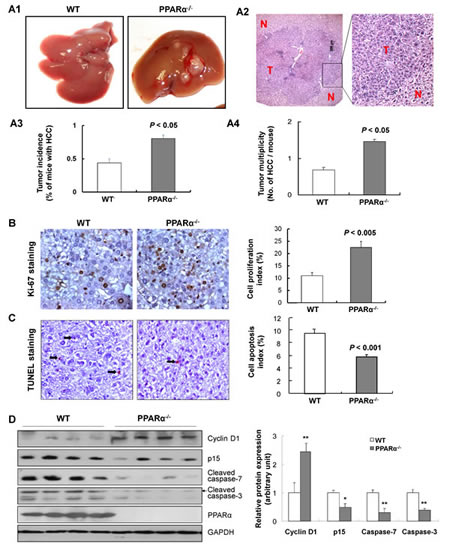 PPAR&#x3b1; loss increases susceptibility to DEN-induced hepatocarcinogenesis.