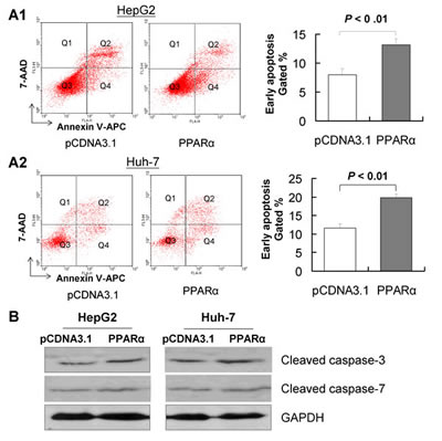 PPAR&#x3b1; induces apoptosis of HCC cells in vitro.