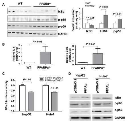 PPAR&#x3b1; exerts inhibitory effects on NF-&#x3ba;B signaling in vitro.