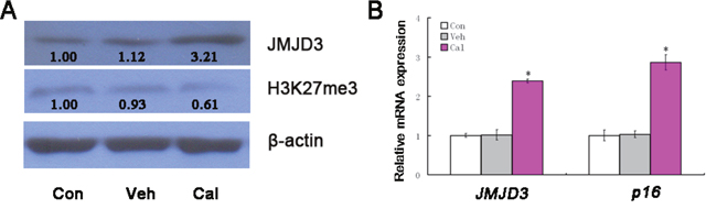 Calcitriol increases the expressions of JMJD3 and p16INK4A.