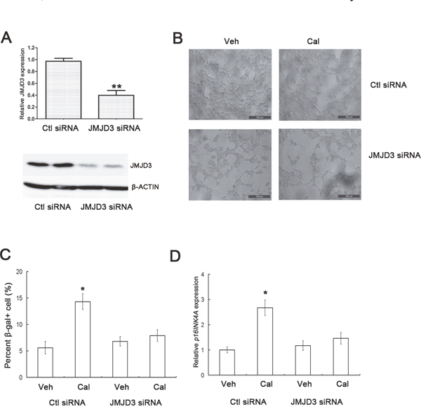 Knockdown of JMJD3 inhibits calcitriol-induced p16INK4A upregulation and cell senescence.