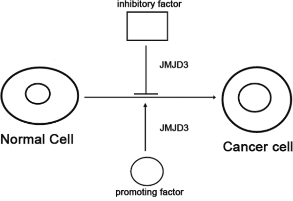 The proposed model of JMJD3 action.