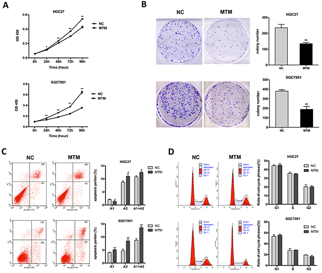 Effects of MTM overexpression on gastric cancer (GC) cell proliferation.