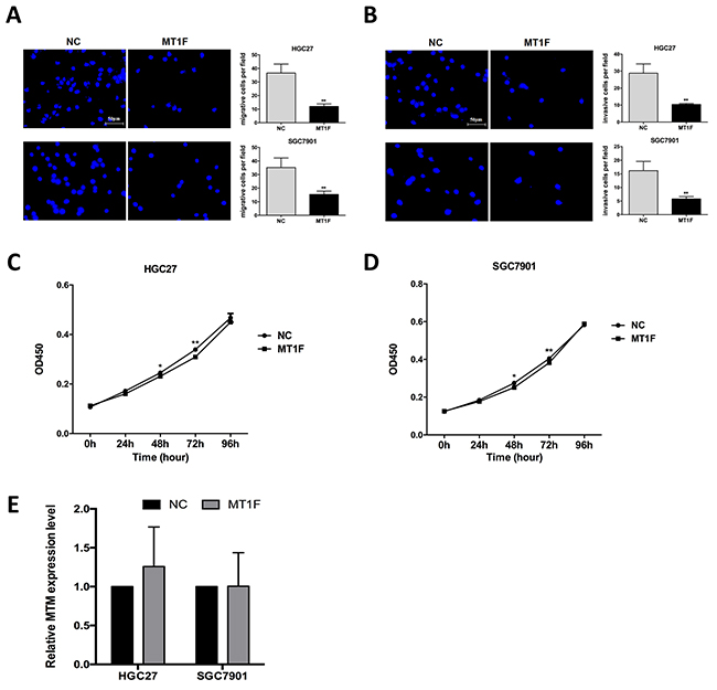 Overexpression of MT1F inhibits gastric cancer (GC) cell motility, but does not influence cell proliferation.