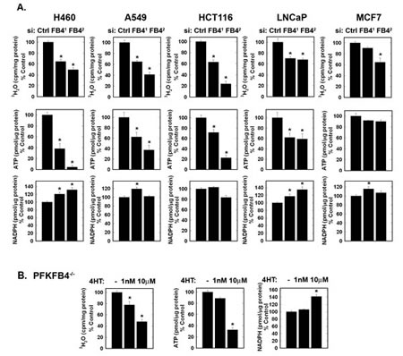 Effects of PFKFB4 Inhibition on Cancer Cell Glycolysis, ATP and NADPH.