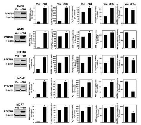 Over-Expression of PFKFB4 in Cancer Cells Increases F2,6BP, Glycolysis and ATP but Decreases NADPH.