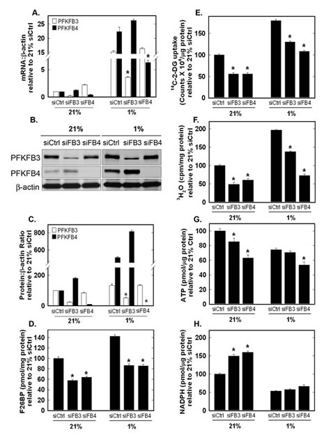 Role of PFKFB3 and PFKFB4 in Hypoxia-Induced F2,6BP production, Glucose Uptake, Glycolysis, ATP and NADPH.