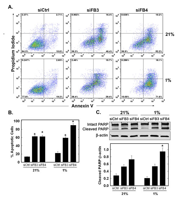 Effect of PFKFB3 or PFKFB4 siRNA Transfection on Apoptosis.