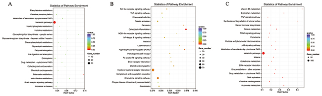 Enriched lncRNAs and mRNAs based on the KEGG pathway scatterplot of the RNA expression in the kidneys of mice subjected to IR.