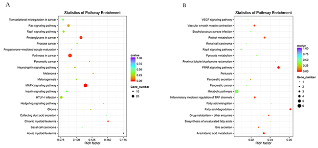 Enriched miRNAs and circRNAs based on the KEGG pathway scatterplot of the RNA expression in the kidneys of mice subjected to IR.