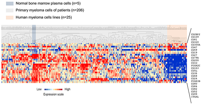 Clustering of CD gene expression in normal BMPC, MMC and HMCL.