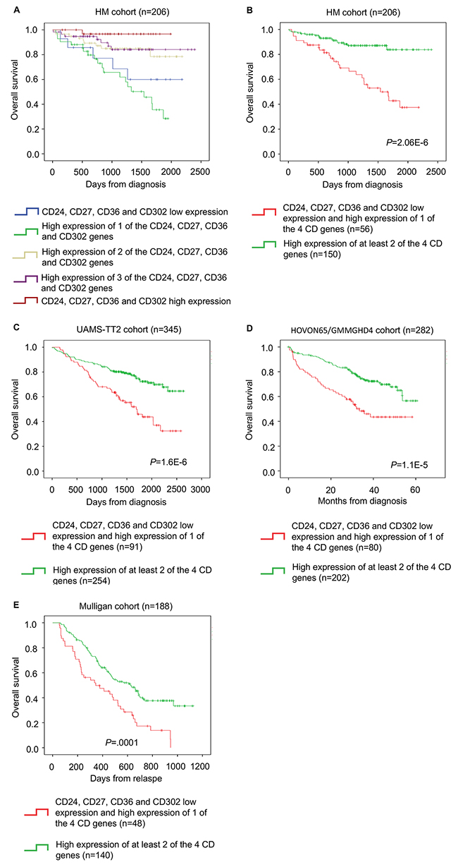 The CD gene risk score predicts overall survival in patients with MM.