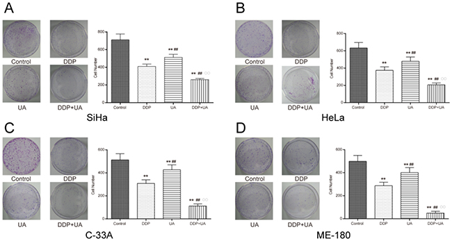 Figure 3. UA enhanced DDP-induced proliferation inhibition of cervical cancer cell lines.