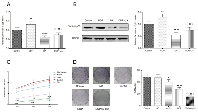 UA restrained DDP-induced NF-&#x03BA;B p65 activation in SiHa cells.