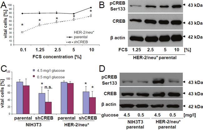 Regulation of the phosphorylation rate of CREB by glucose and FCS.