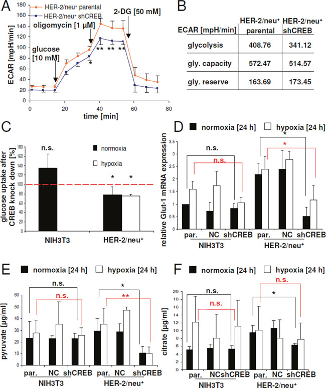 CREB-mediated regulation of glucose uptake by Glut-1 expression and glycolysis.