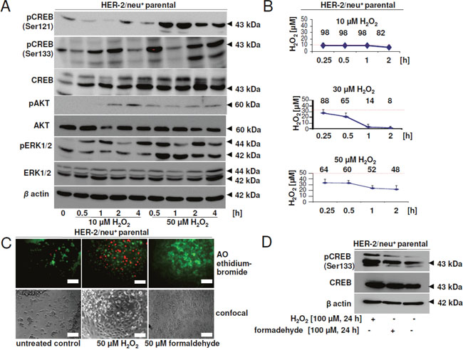 Effect of hydrogen peroxide and formaldehyde on CREB activity and viability.