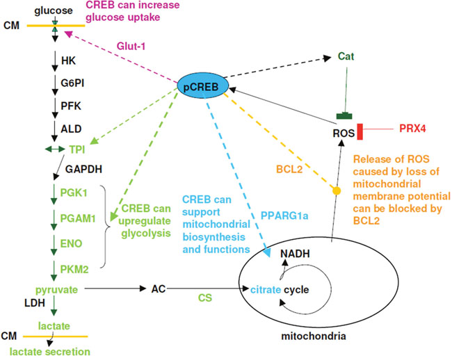 Model for effect of CREB on glycolysis, mitochondrial activity and detoxification mechanisms.