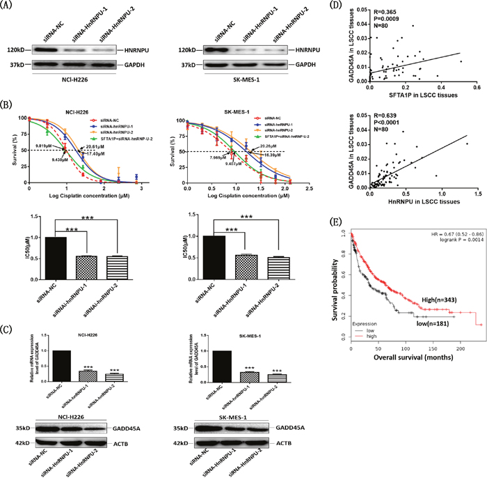 LncRNA SFTA1P and hnRNP-U expression were correlated with GADD45A expression in LSCC cells and tissues.