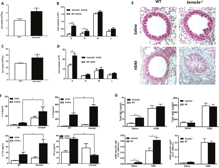 Basal and HDM-induced chronic airway inflammation is increased in Sema3E deficient mice.