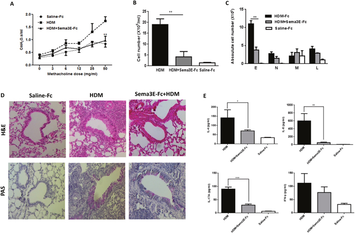 Intranasal administration of exogenous Sema3E prevents development of HDM-induced chronic inflammation.