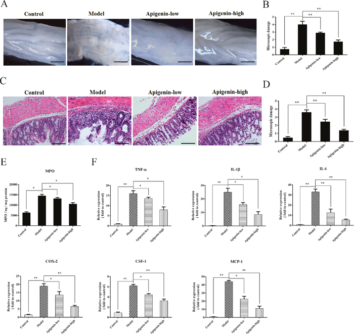 Apigenin inhibits colon damage and inflammatory cytokine production in UC mice.