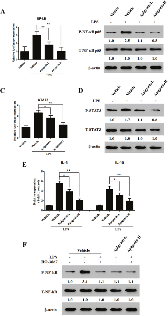 Apigenin suppresses the NF-&#x03BA;B/STAT3 pathway in colon carcinoma cells.
