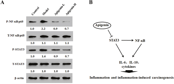 Apigenin inhibits NF-&#x03BA;B/STAT3 pathway protein expression in tumor tissues in colitis-associated colon cancer (CAC) tumor tissues.