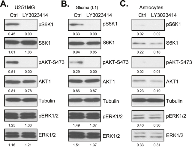 LY3023414 blocks AKT-mTOR activation in human glioma cells.