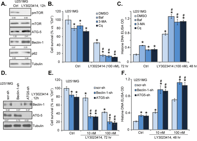 LY3023414 induces autophagy activation in U251MG cells.