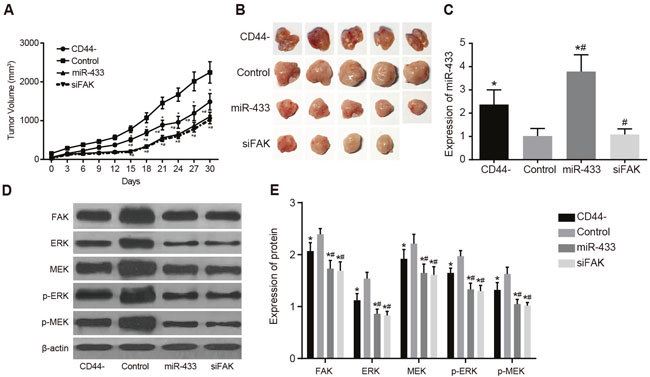 Effects of miR-433 and FAK on subcutaneous transplanted tumor in nude mice in sorted CD44 cells and unsorted SCC-9 cells.