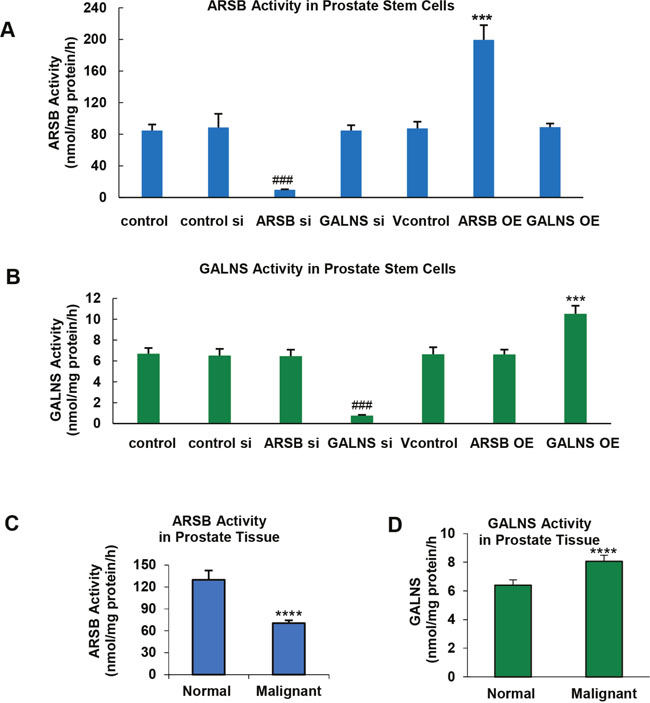 ARSB and GALNS in human prostate stem cells and prostate tissue.
