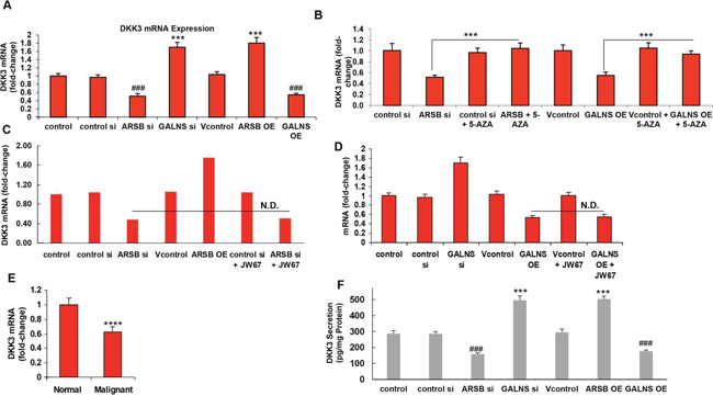 Dickkopf inhibitor of Wnt signaling pathway (DKK3) expression is inhibited by ARSB knockdown or GALNS overexpression.
